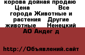 корова дойная продаю › Цена ­ 100 000 - Все города Животные и растения » Другие животные   . Ненецкий АО,Андег д.